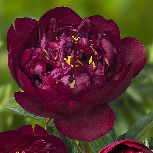 Peony Buckeye Belle - Peonita