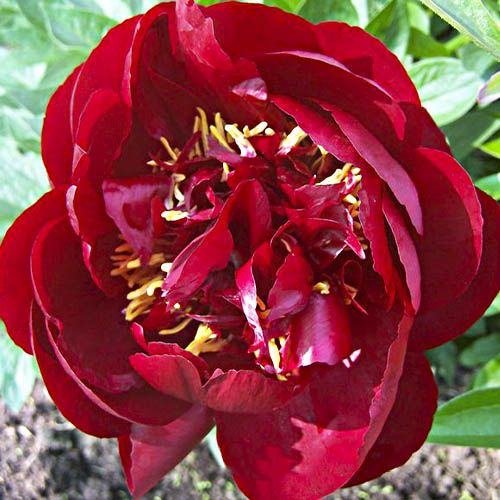 Peony Buckeye Belle - Peonita