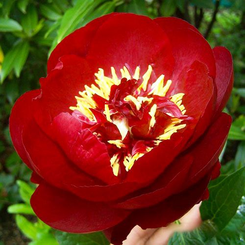 Peony Buckeye Belle - Peonita