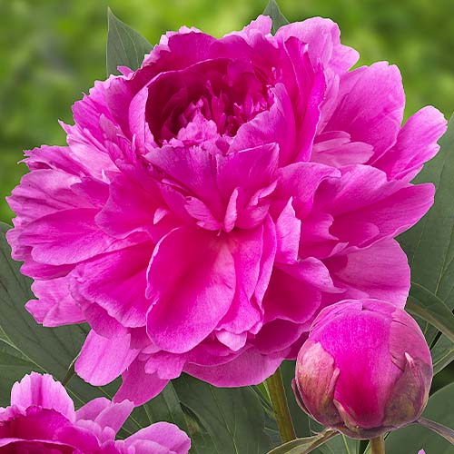 Peony Bunker Hill - Peonita