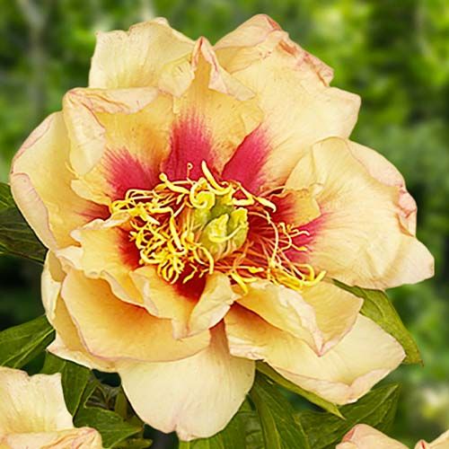 Peony Callies Memory (ITOH ) - Peonita