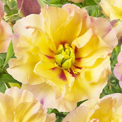 Peony Canary Brilliants (ITOH ) - Peonita