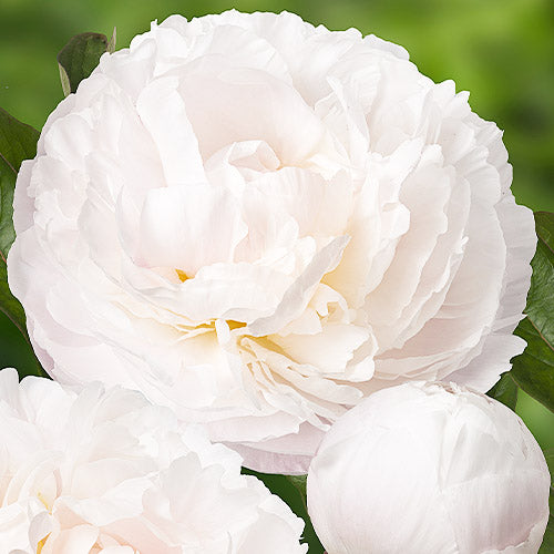 Peony Carl G. Klehm - Peonita