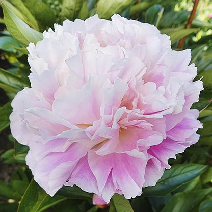 Peony Catharina Fontijn - Peonita