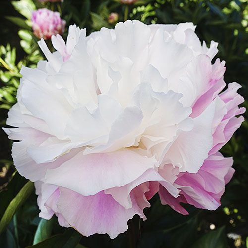 Peony Catharina Fontijn - Peonita