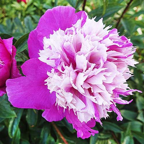 Peony Celebrity - Peonita