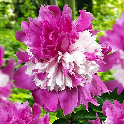 Peony Celebrity - Peonita