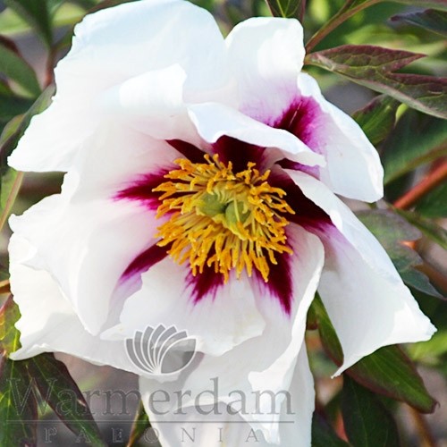 Peony Center Stage - Peonita