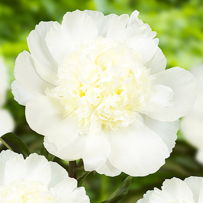 Peony Charle's White - Peonita