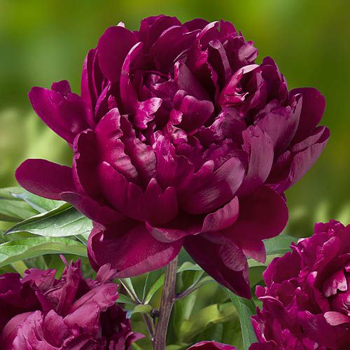 Peony Cherry Hill - Peonita