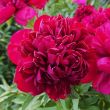 Peony Christmas Velvet - Peonita