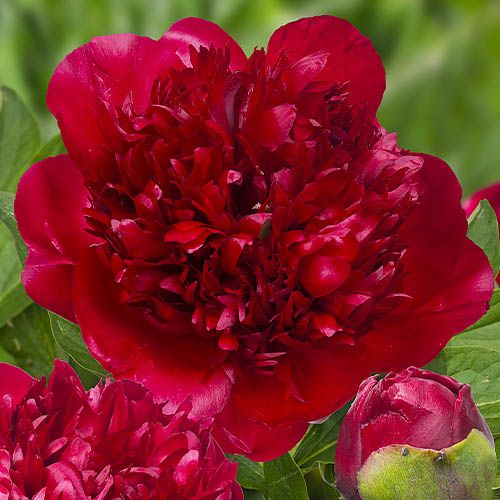 Peony Christmas Velvet - Peonita