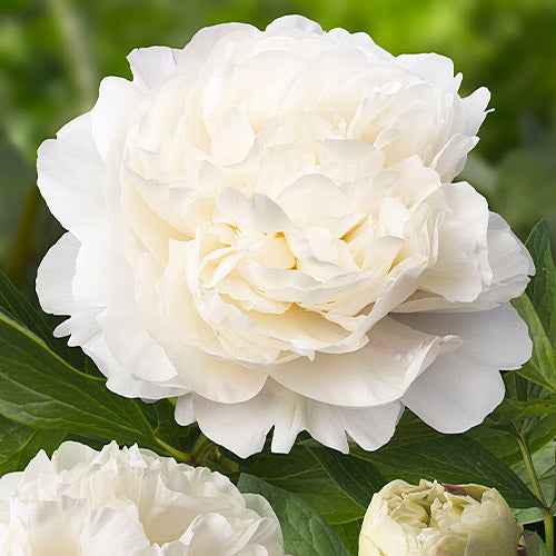 Peony Class Act - Peonita