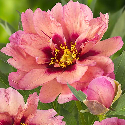 Peony Copper Kettle (ITOH ) - Peonita