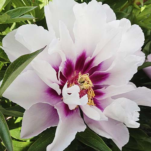 Peony itoh Cora Louise - Peonita