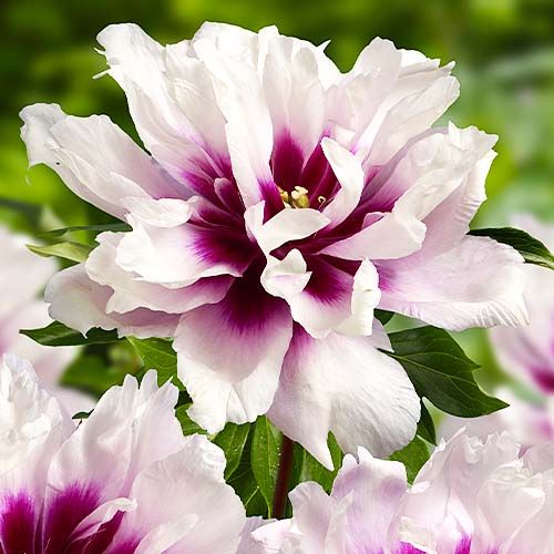 Peony itoh Cora Louise - Peonita