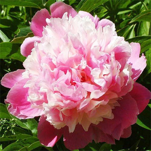 Peony Cora Stubbs - Peonita