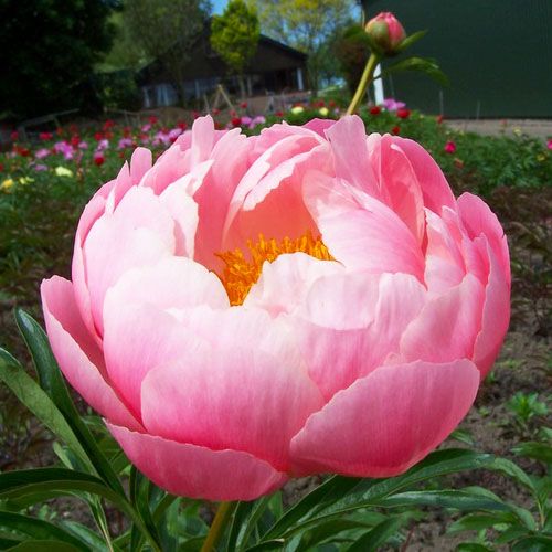 Peony Coral Charm - Peonita