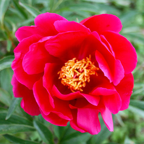 Peony Coral Fay - Peonita