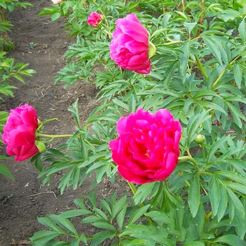 Peony Coral Fay - Peonita