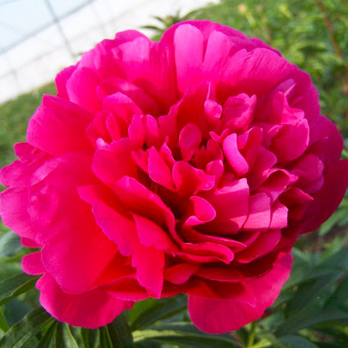 Peony Coral Fay - Peonita