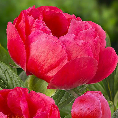 Peony Coral Magic - Peonita