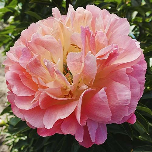 Peony Coral Sunset - Peonita