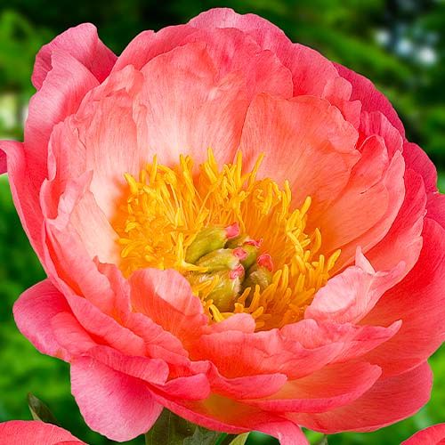 Peony Coral Sunset - Peonita