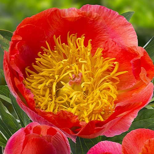 Peony Coral Supreme - Peonita