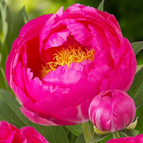 Peony Cytherea - Peonita