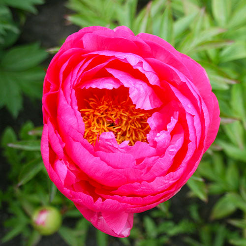 Peony Cytherea - Peonita