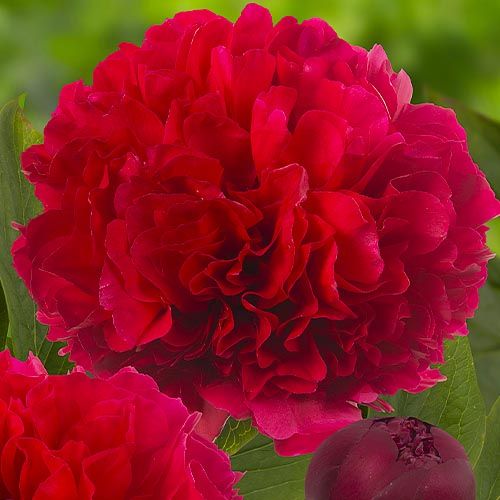 Peony Delaware Chief - Peonita