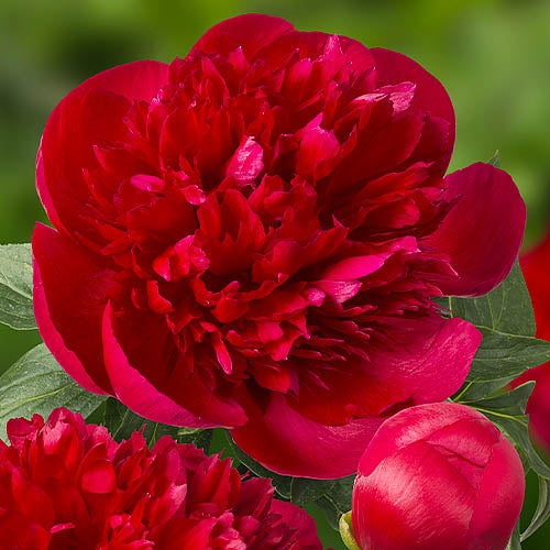 Peony Diana Parks - Peonita