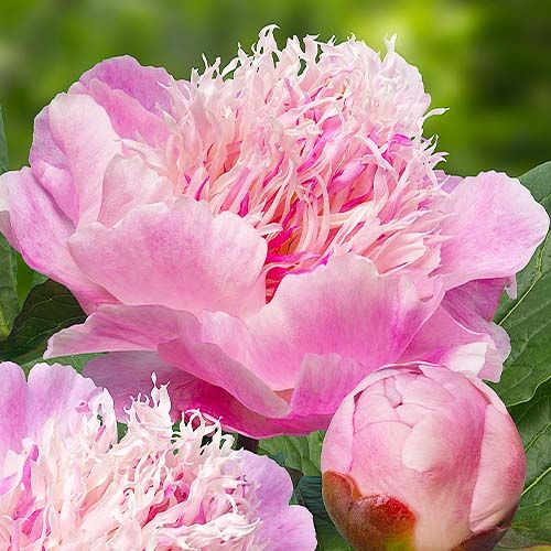 Peony Do Tell (Anemone) - Peonita