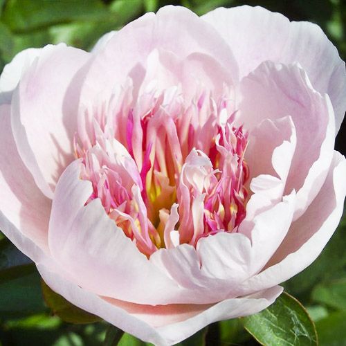 Peony Do Tell (Anemone) - Peonita