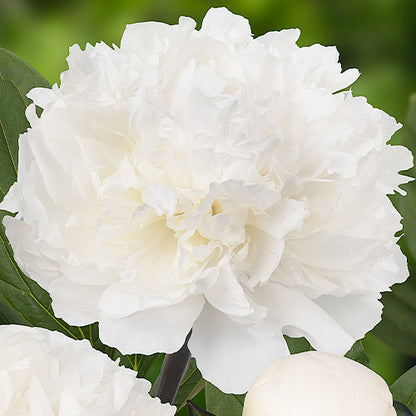 Peony Dr. F.G. Brethour - Peonita