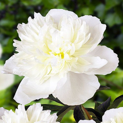 Peony Duchesse de Nemours - Peonita