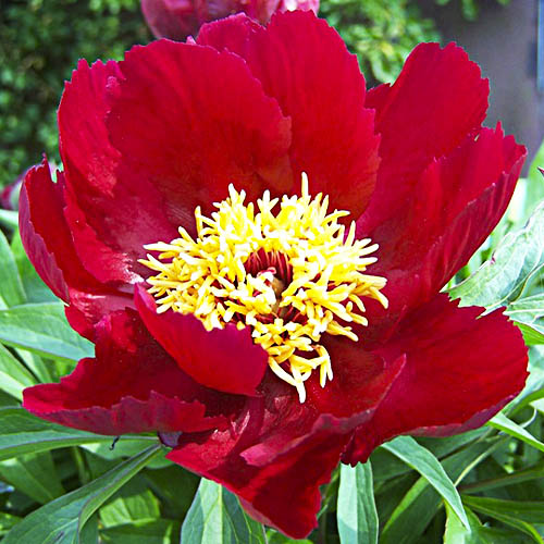 Peony Early Scout - Peonita