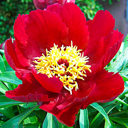 Peony Early Scout - Peonita