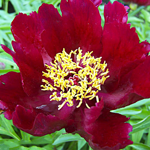 Peony Early Scout - Peonita