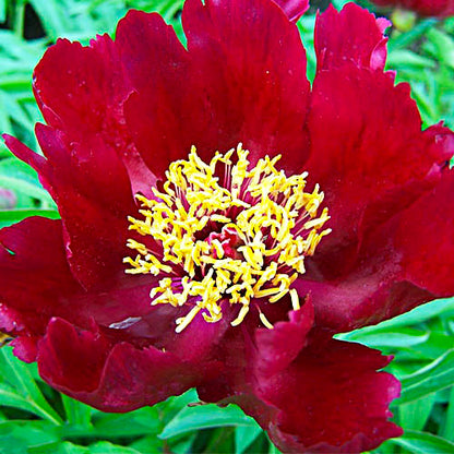 Peony Early Scout - Peonita