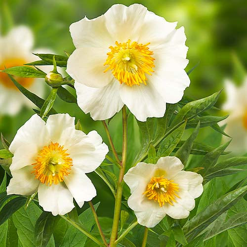 Peony Early Windflower - Peonita