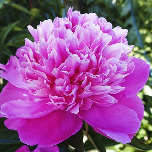 Peony Edulis Superba - Peonita