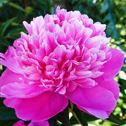 Peony Edulis Superba - Peonita