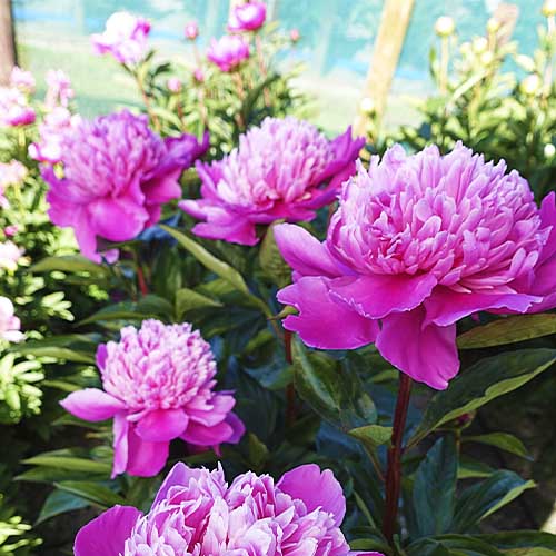 Peony Edulis Superba - Peonita