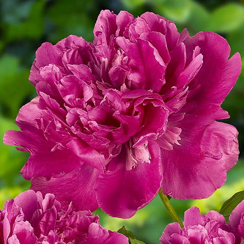 Peony Edulis Superba - Peonita