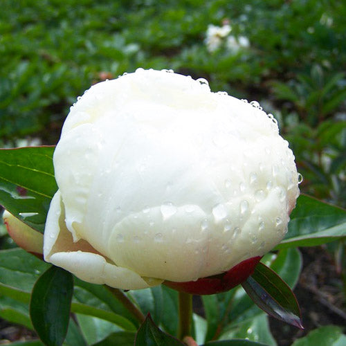 Peony Elsa Sass - Peonita