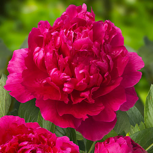 Peony Felix Supreme - Peonita