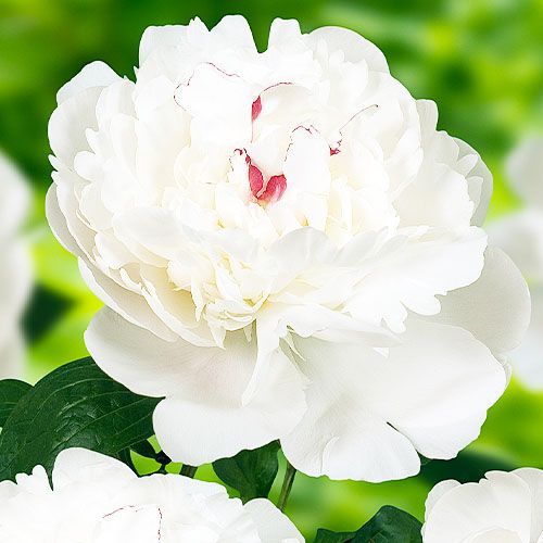 Peony Festiva Maxima - Peonita