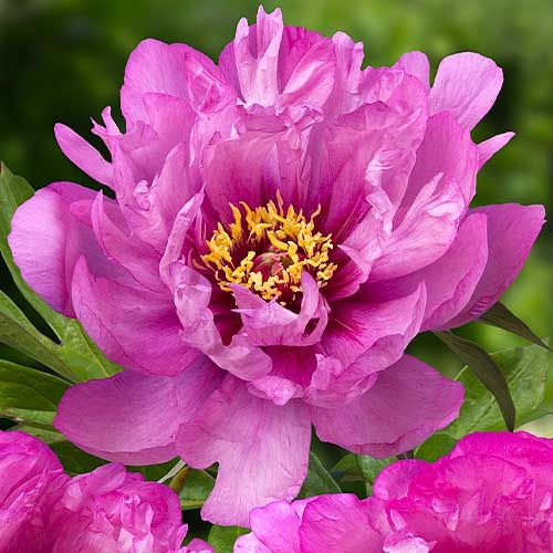 Peony First Arrival (ITOH ) - Peonita